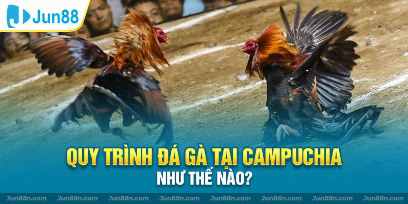 Quy trình đá gà tại Campuchia như thế nào?